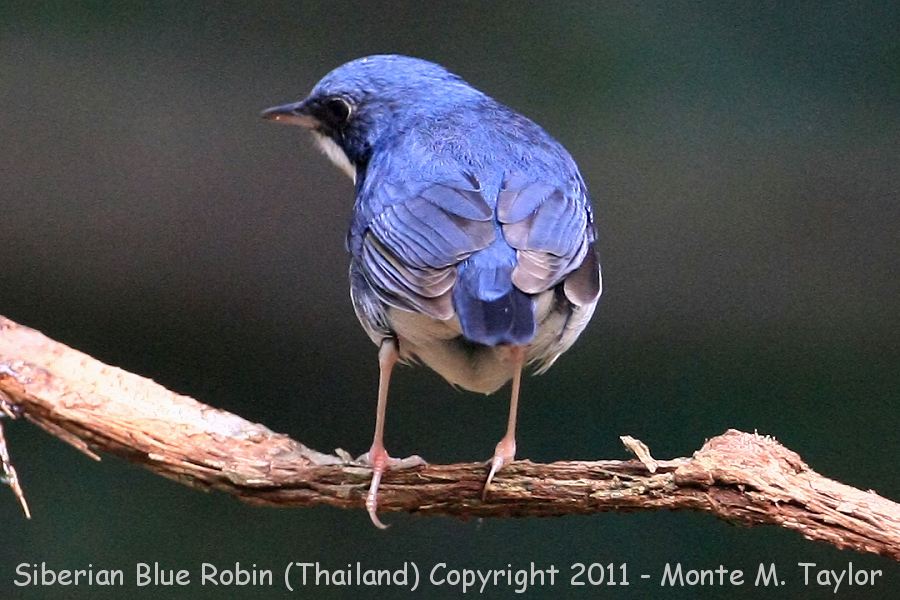 Siberian Blue Robin -winter male- (Kaeng Krachan National Park, Petchaburi, Thailand)