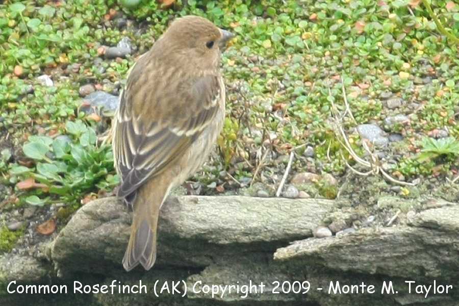 Common Rosefinch -Sept 28th, 2009 possible young male- (Gambell, St. Lawrence Island, Alaska)