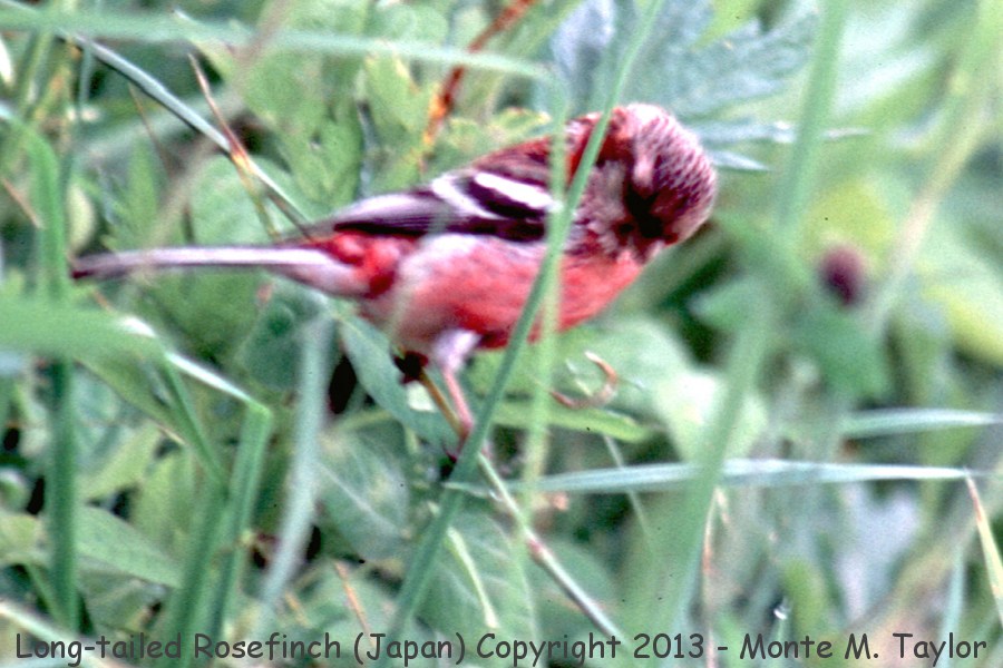 Long-tailed Rosefinch -summer male- (Hokkaido, Japan)