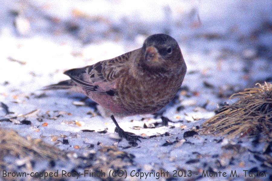 Brown-capped Rosy-Finch -winter- (Colorado)
