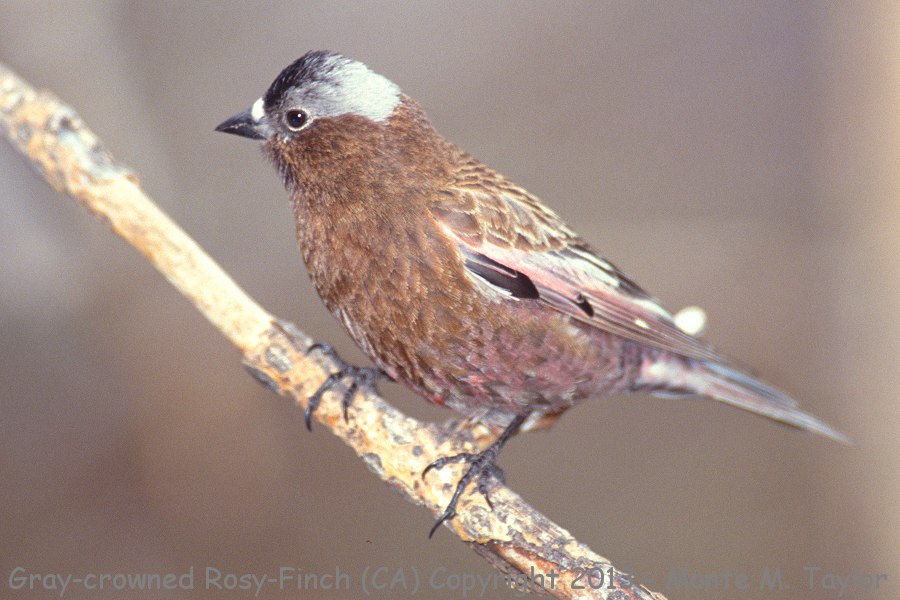 Gray-crowned Rosy-Finch -spring- (California)