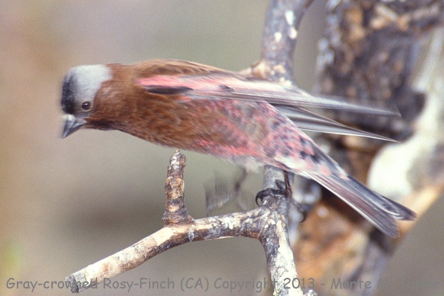 Gray-crowned Rosy-Finch -spring- (California)