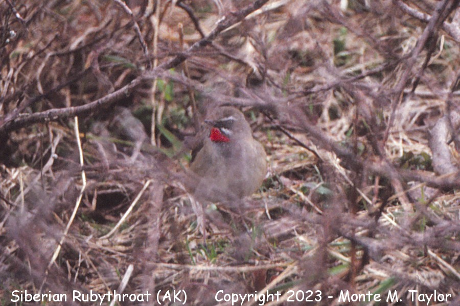 Siberian Rubythroat -spring male- (Attu Island, Aleutians, Alaska)