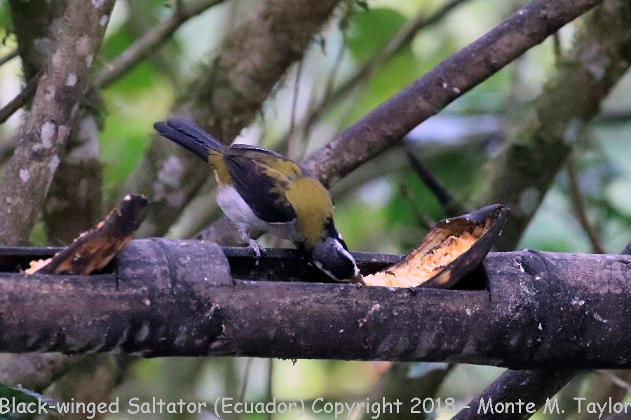 Black-winged Saltator -November- (Ecuador)