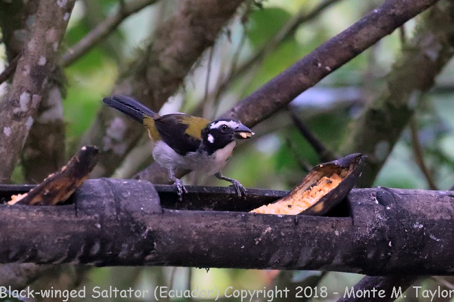 Black-winged Saltator -November- (Ecuador)