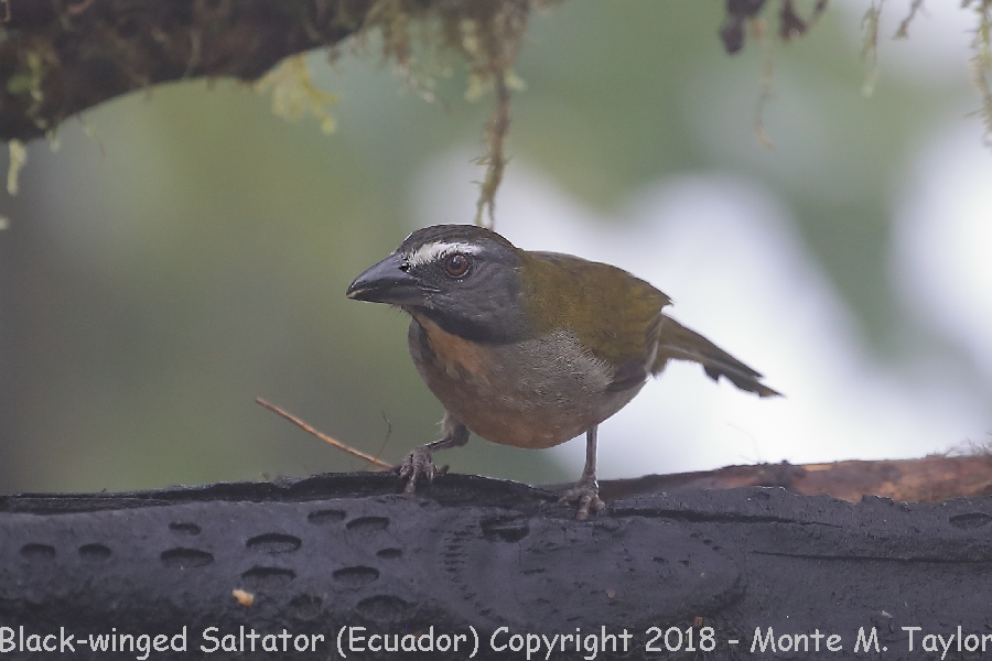 Buff-throated Saltator -November- (Mashpi, Ecuador)
