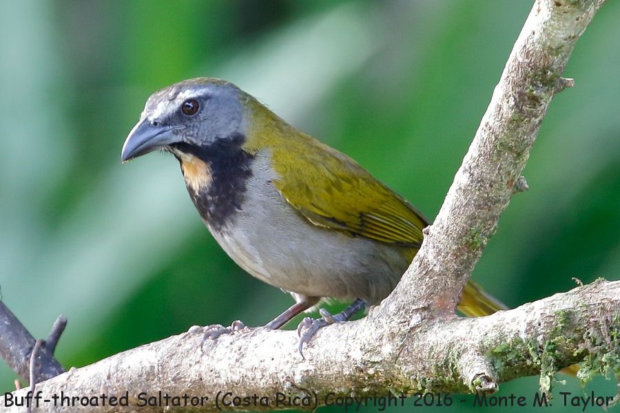 Buff-throated Saltator -winter- (Selva Verde, Costa Rica)