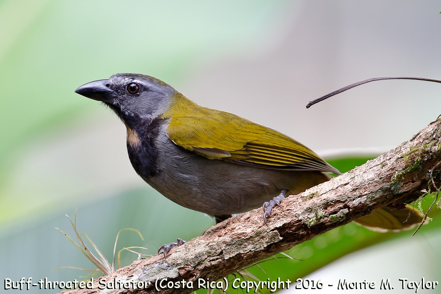 Buff-throated Saltator -winter- (Selva Verde, Costa Rica)