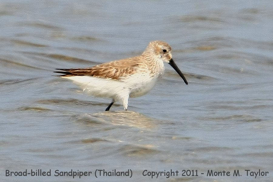 Broad-billed Sandpiper -winter- (Pak Thale, Petchaburi, Thailand)