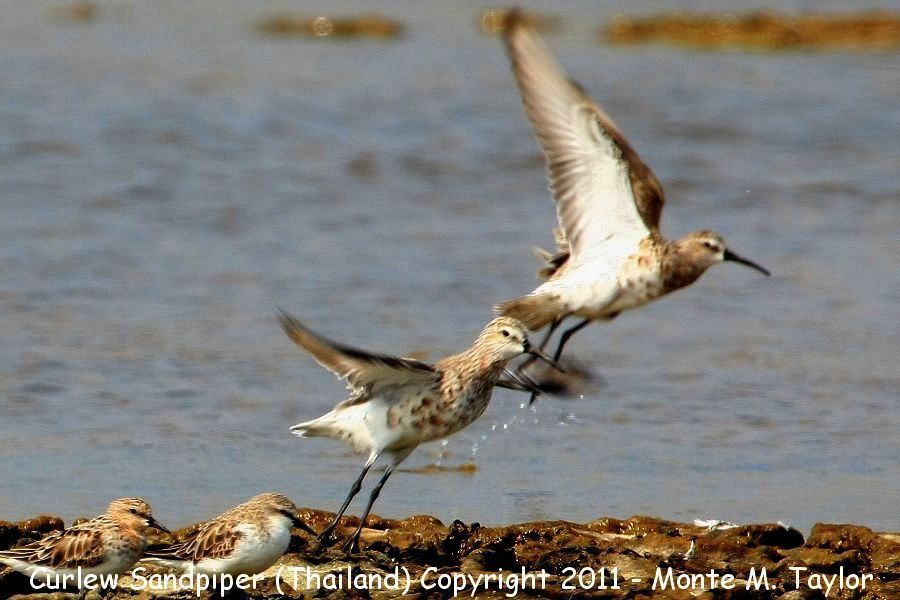 Curlew Sandpiper -winter with Red-necked Stint- (Pak Thale, Petchaburi, Thailand)