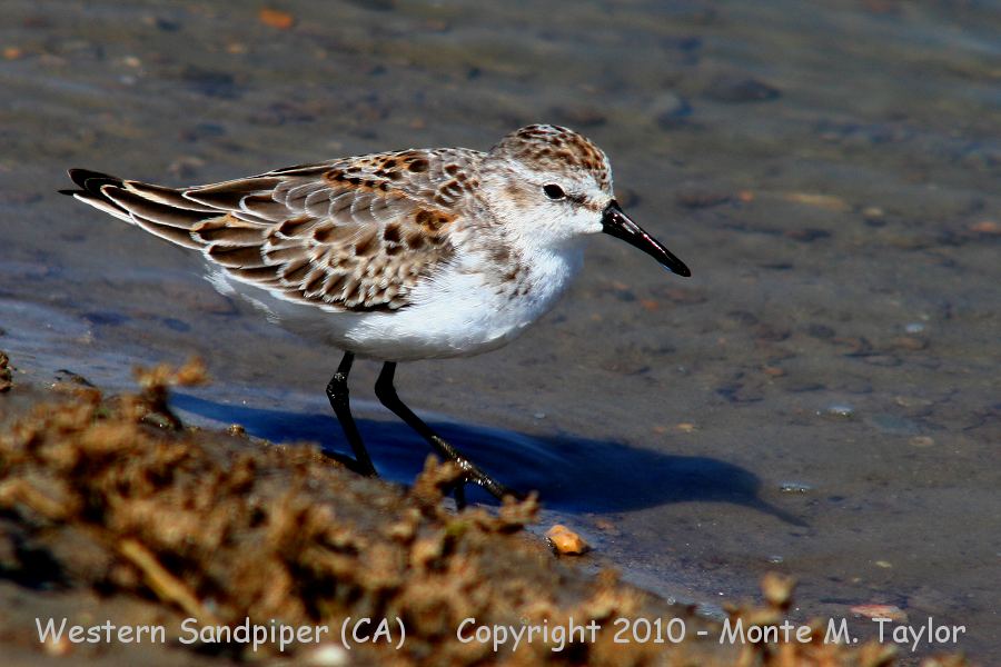Western Sandpiper -winter- (California)