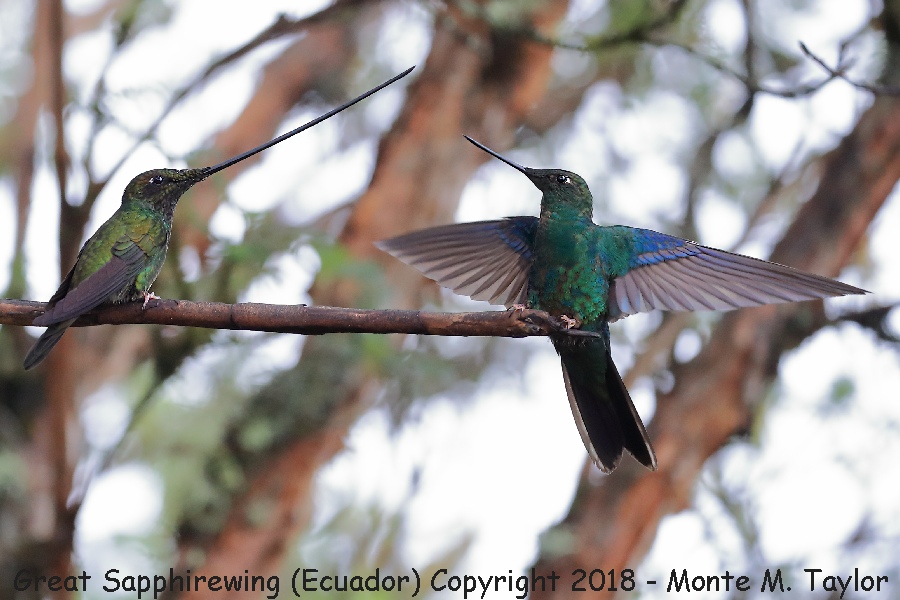 Great Sapphirewing -November next to a Sword-billed Hummingbird- (Yanacocha Reserve, Ecuador)