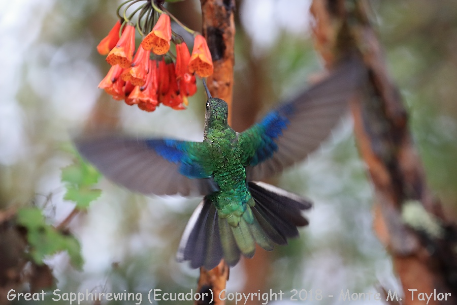 Great Sapphirewing -November Female- (Yanacocha Reserve, Ecuador)