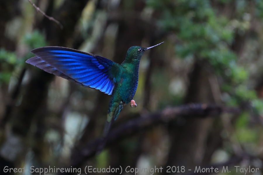 Great Sapphirewing -November Male- (Yanacocha Reserve, Ecuador)