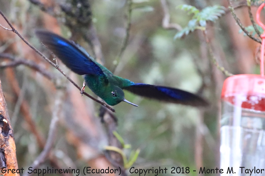 Great Sapphirewing -November Male- (Yanacocha Reserve, Ecuador)