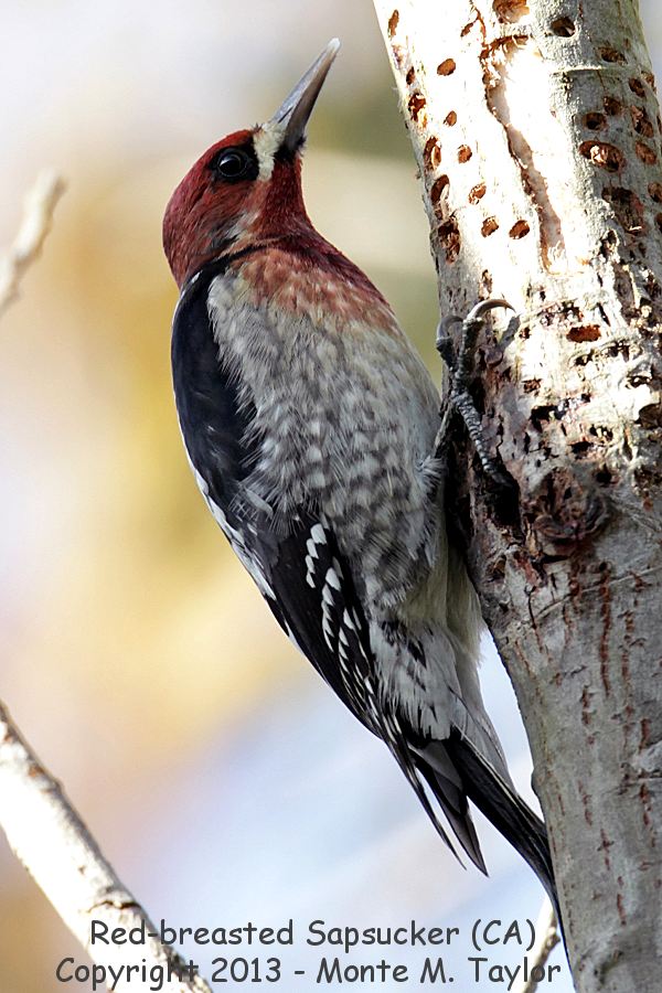  Red-breasted Sapsucker -fall- (California)