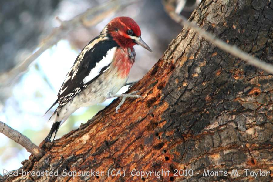 Red-breasted Sapsucker -winter / possible hybrid- (California)