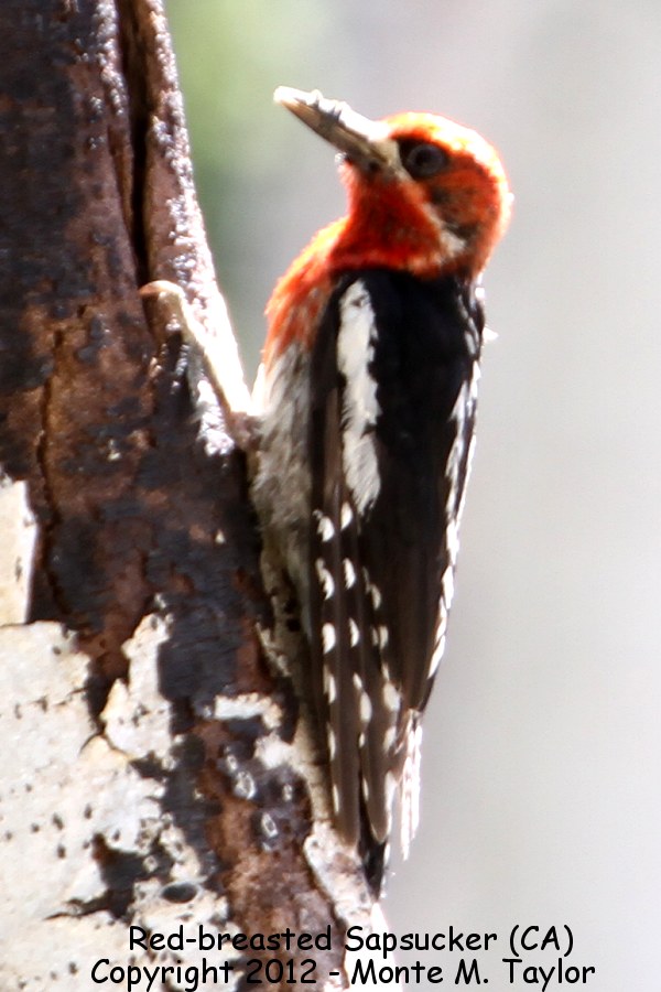 Red-breasted Sapsucker -summer- (California) 