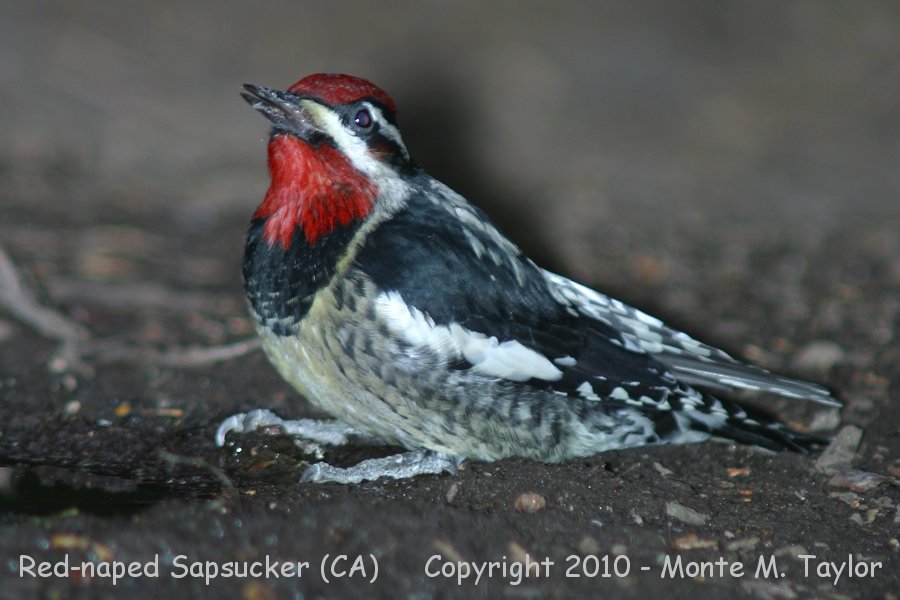 Red-naped Sapsucker -winter male- (California)
