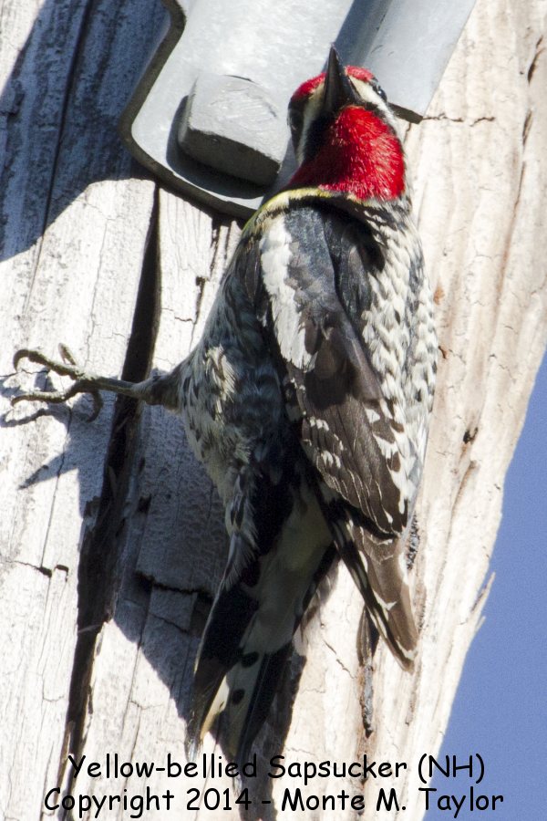 Yellow-bellied Sapsucker -spring male- (New Hampshire)