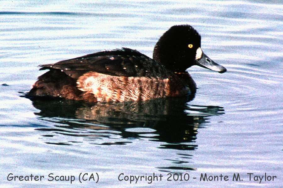Greater Scaup -spring female- (California)