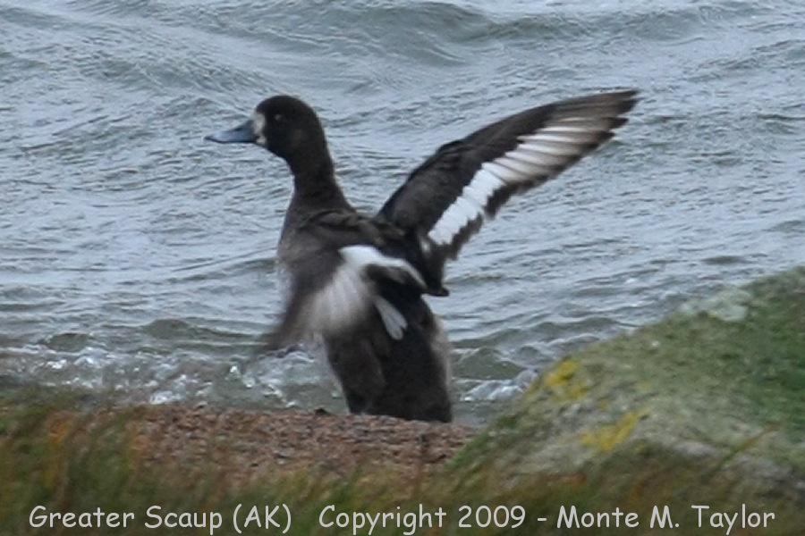 Greater Scaup -fall male- (Gambell, St. Lawrence Island, Alaska)