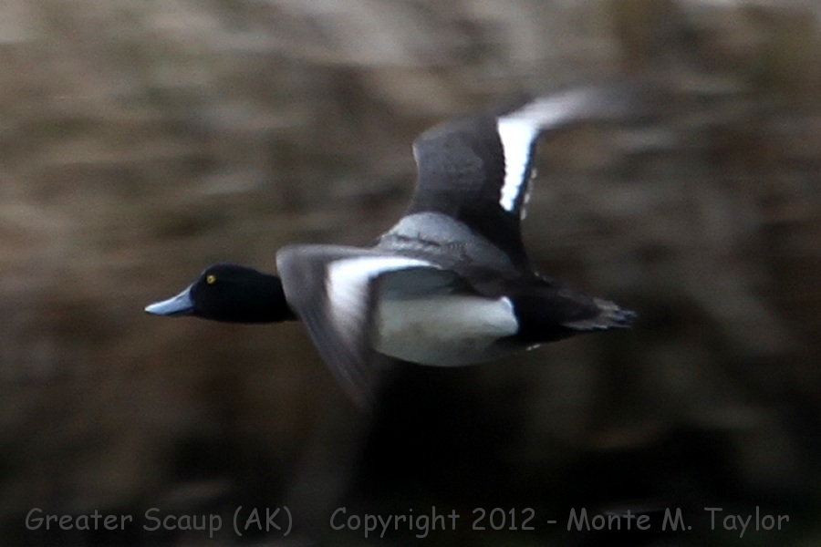 Greater Scaup -spring male- (Adak Island, Aleutians, Alaska)
