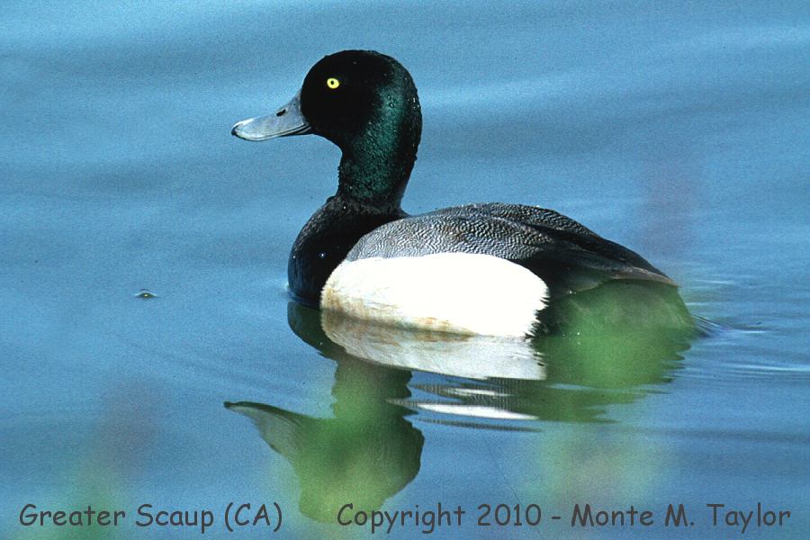 Greater Scaup -spring male- (Alaska)