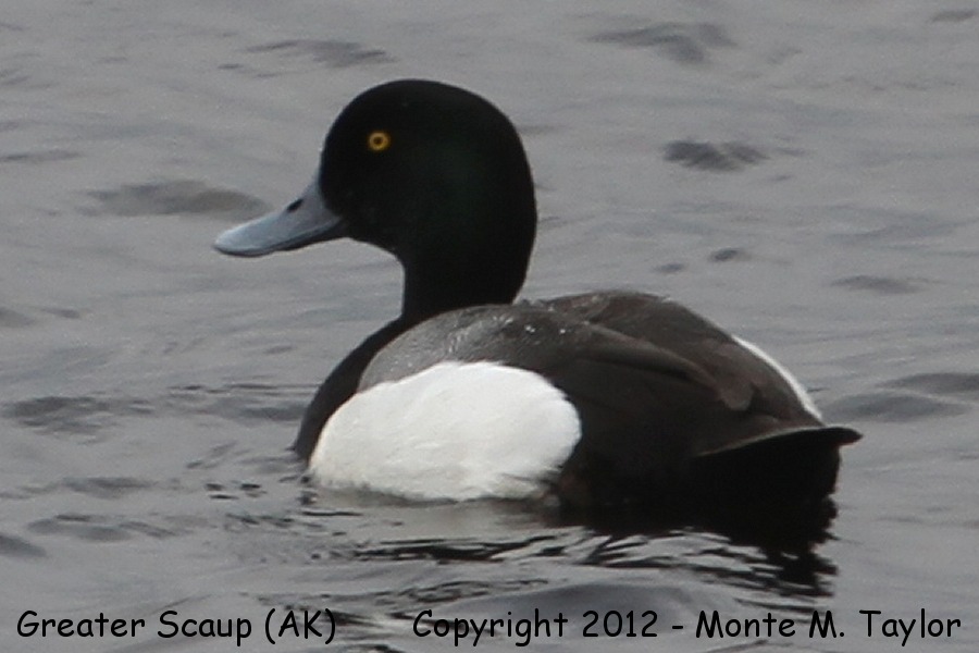 Greater Scaup -spring male- (Adak Island, Aleutians, Alaska)