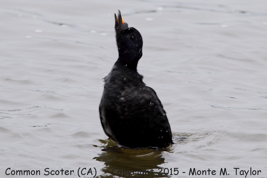 Common Scoter -male - February 4th, 2015- (Crescent City, CA)