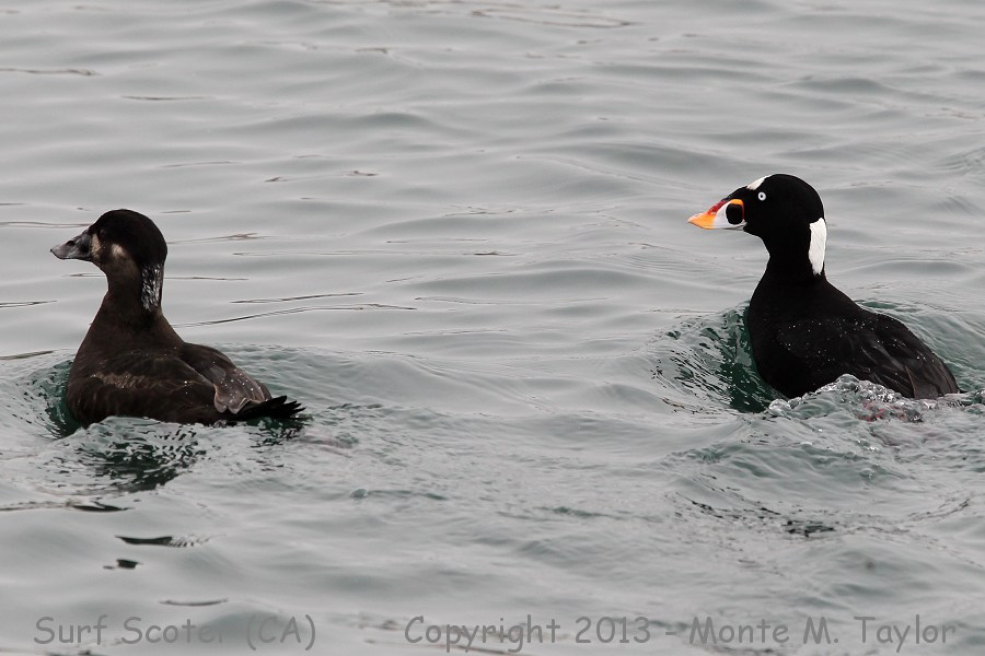 Surf Scoter -spring female and male- (California)