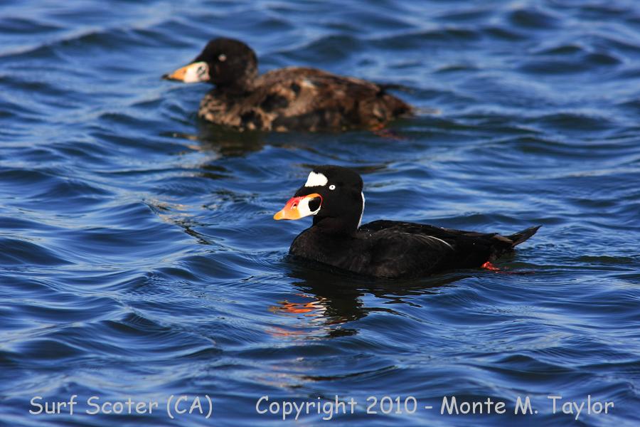 Surf Scoter -winter male with juvenal- (California)