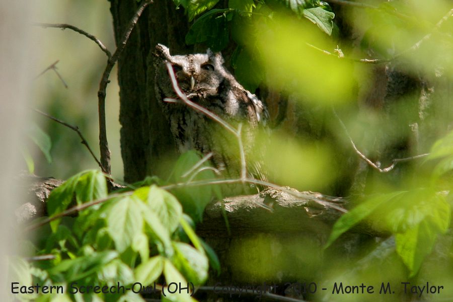 Eastern Screech-Owl -spring- (Ohio)