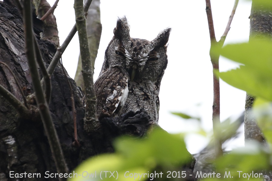 Eastern Screech-Owl -winter- (Texas)
