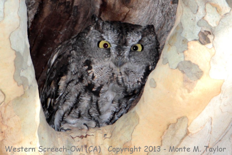 Western Screech-Owl -fall- (California)