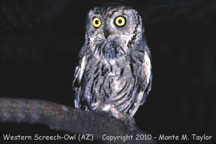 Western Screech-Owl -spring- (Arizona)