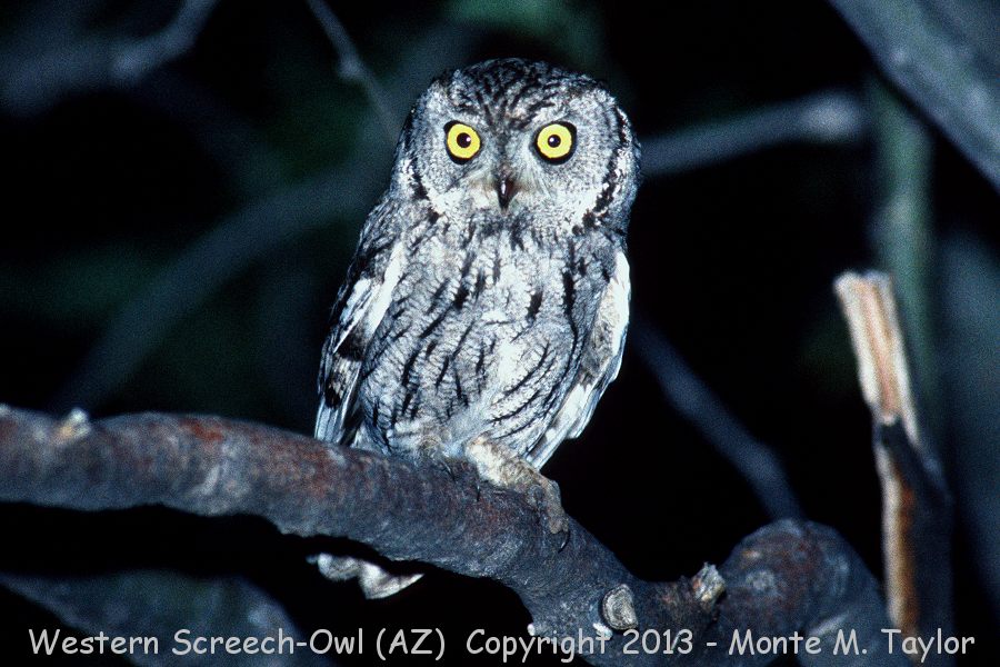 Western Screech-Owl -spring- (Arizona)