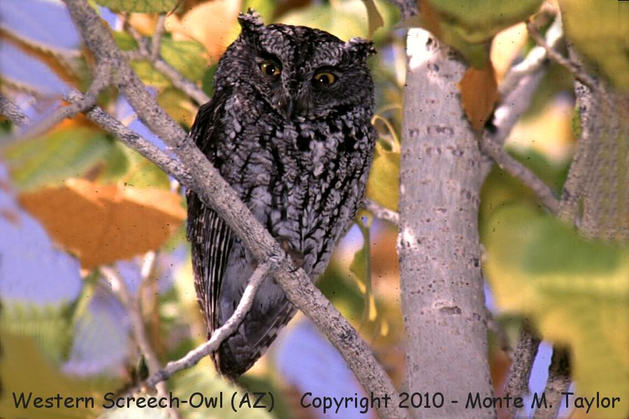 Western Screech-Owl -summer- (Arizona)