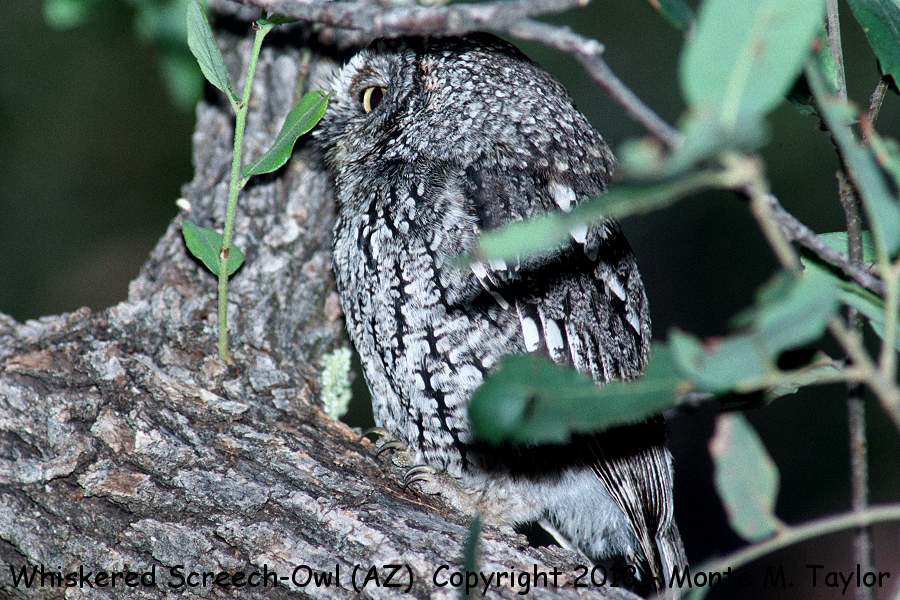Whiskered Screech-Owl -spring- (Arizona)