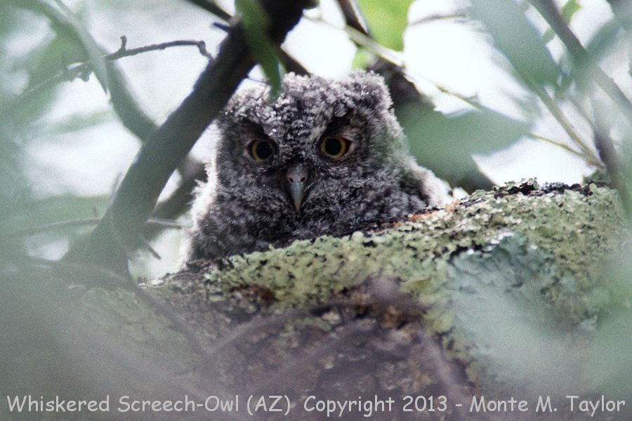Whiskered Screech-Owl -spring juvenal- (Arizona)