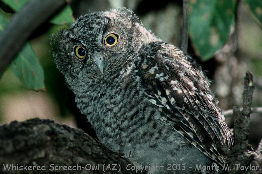 Whiskered Screech-Owl -spring juvenal- (Arizona)