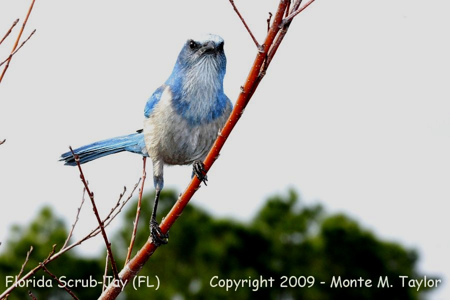 Florida Scrub-Jay -winter- (Merritt Island, Florida)