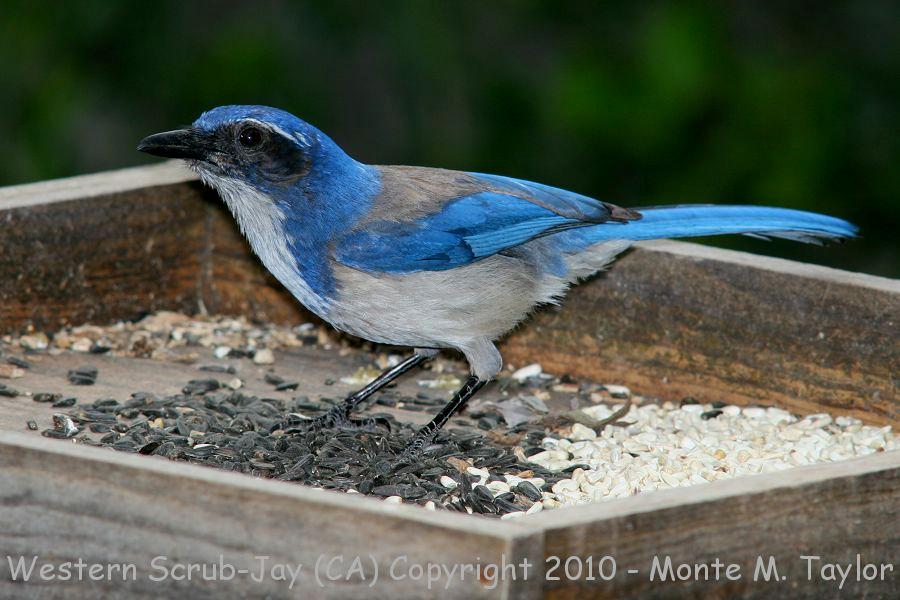 Western Scrub-Jay -spring- (California)