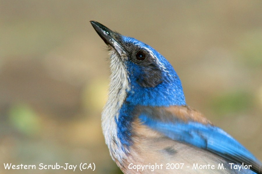Western Scrub-Jay -spring- (California)