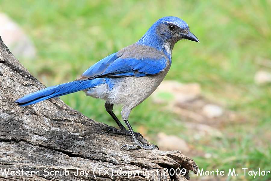 Woodhouse's ScrubJay