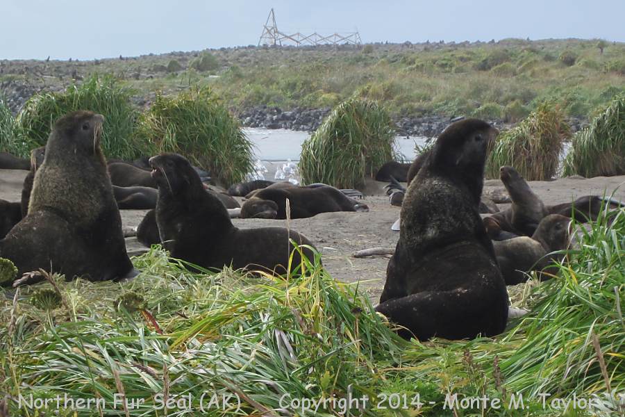 Northern Fur Seal -fall- (Saint Paul Island, Pribilofs, Alaska)