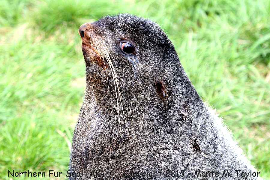 Northern Fur Seal -summer male- (Saint Paul Island, Pribilofs, Alaska)