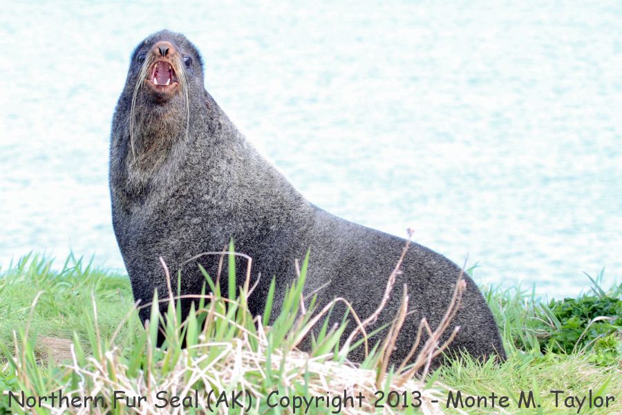 Northern Fur Seal -summer male- (Saint Paul Island, Pribilofs, Alaska)