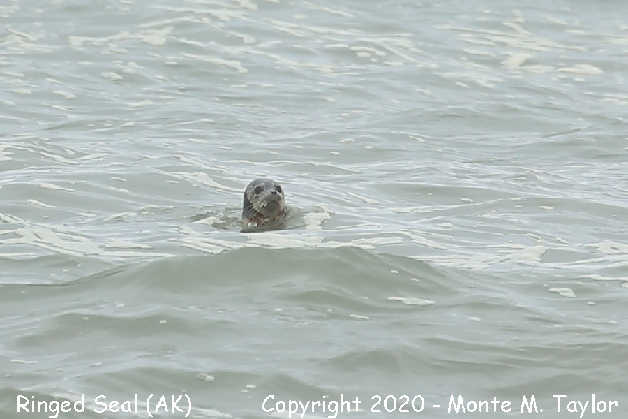 Ringed Seal -summer- (Gambell, St. Lawrence Island, Alaska)