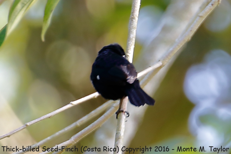 Thick-billed Seed-Finch -winter male- (Selva Verde, Costa Rica)